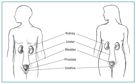 urinary bladder anatomy female